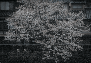 個展「情感」キービジュアル